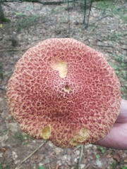 Suillus spraguei
