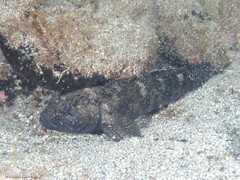 Mauligobius maderensis