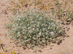 Stephanomeria pauciflora