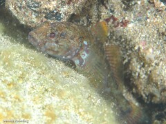 Gobius paganellus