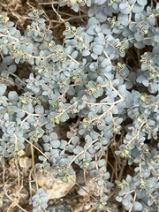 Euphorbia polycarpa