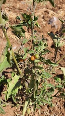 Solanum villosum