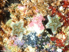 Asterina martinbarriosi