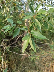 Populus angustifolia