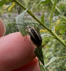 Trirhabda canadensis