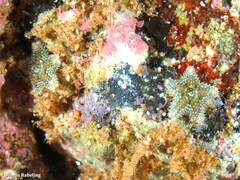 Asterina martinbarriosi
