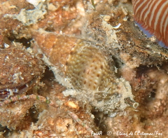 Tritia corniculum