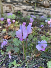 Cyclamen hederifolium