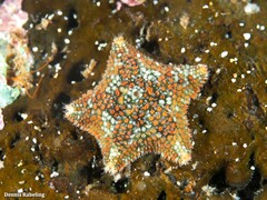 Asterina martinbarriosi