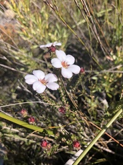 Adenandra