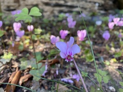 Cyclamen hederifolium