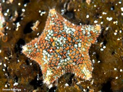 Asterina martinbarriosi