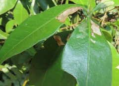 Peddiea africana