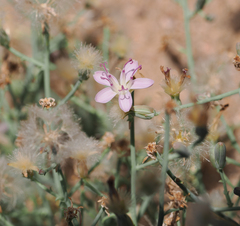 Stephanomeria pauciflora