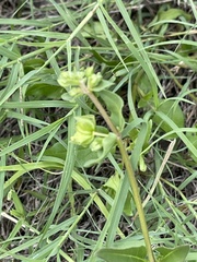 Mirabilis nyctaginea