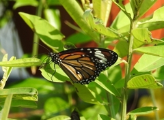 Danaus genutia