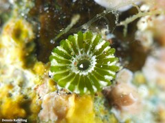 Parvocaulis polyphysoides