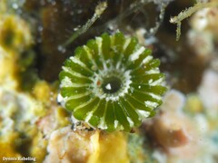 Parvocaulis polyphysoides