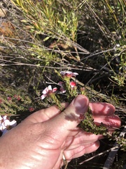 Adenandra