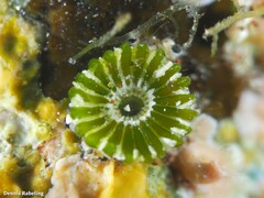 Parvocaulis polyphysoides
