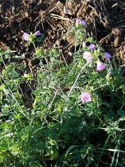 Malva moschata