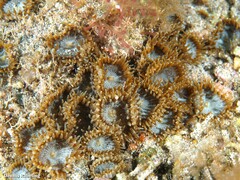 Palythoa grandiflora