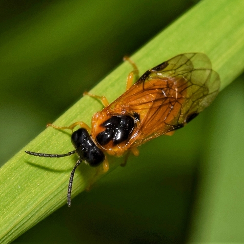 Common Sedge-sawfly, photo 2 of 10