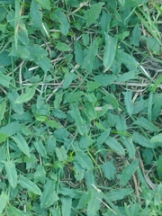 Convolvulus arvensis