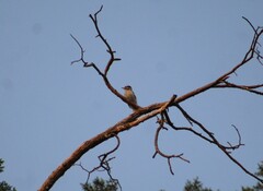 Dryobates pubescens