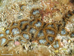Palythoa grandiflora