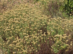 Helichrysum kraussii