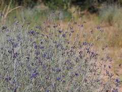 Psorothamnus scoparius