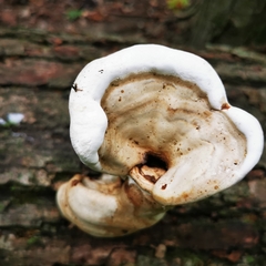 Ganoderma lobatum