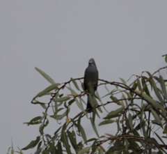 Ptiliogonys cinereus