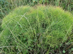 Peucedanum officinale