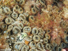 Palythoa grandiflora