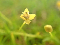 Sagina saginoides