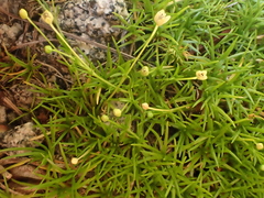 Sagina saginoides