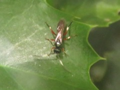 Cratichneumon