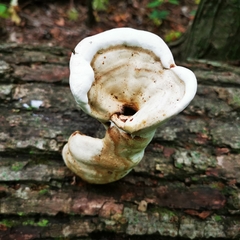 Ganoderma lobatum