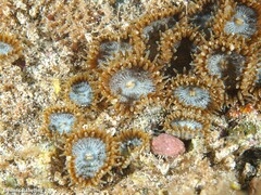 Palythoa grandiflora