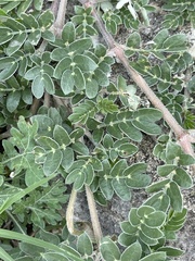 Kallstroemia parviflora