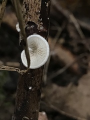 Crepidotus epibryus