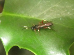 Cratichneumon