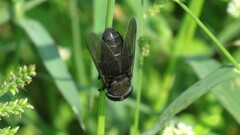 Tabanus atratus