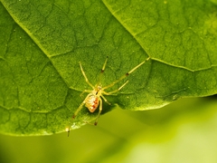 Thwaitesia margaritifera