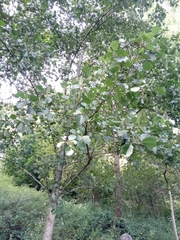 Populus tremula