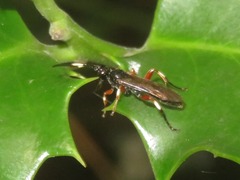 Cratichneumon