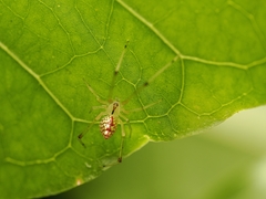 Thwaitesia margaritifera