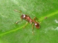 Myrmica rubra
